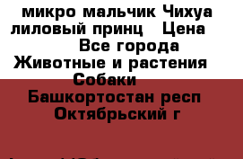 микро мальчик Чихуа лиловый принц › Цена ­ 90 - Все города Животные и растения » Собаки   . Башкортостан респ.,Октябрьский г.